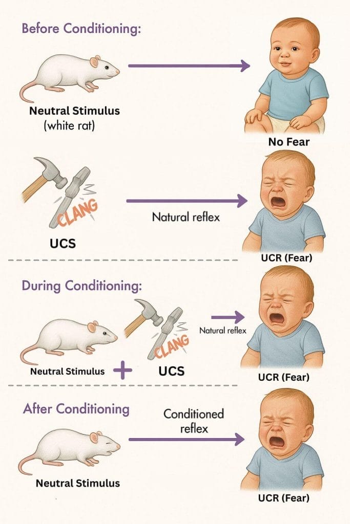 Little Albert Experiment: Results Classical Conditioning